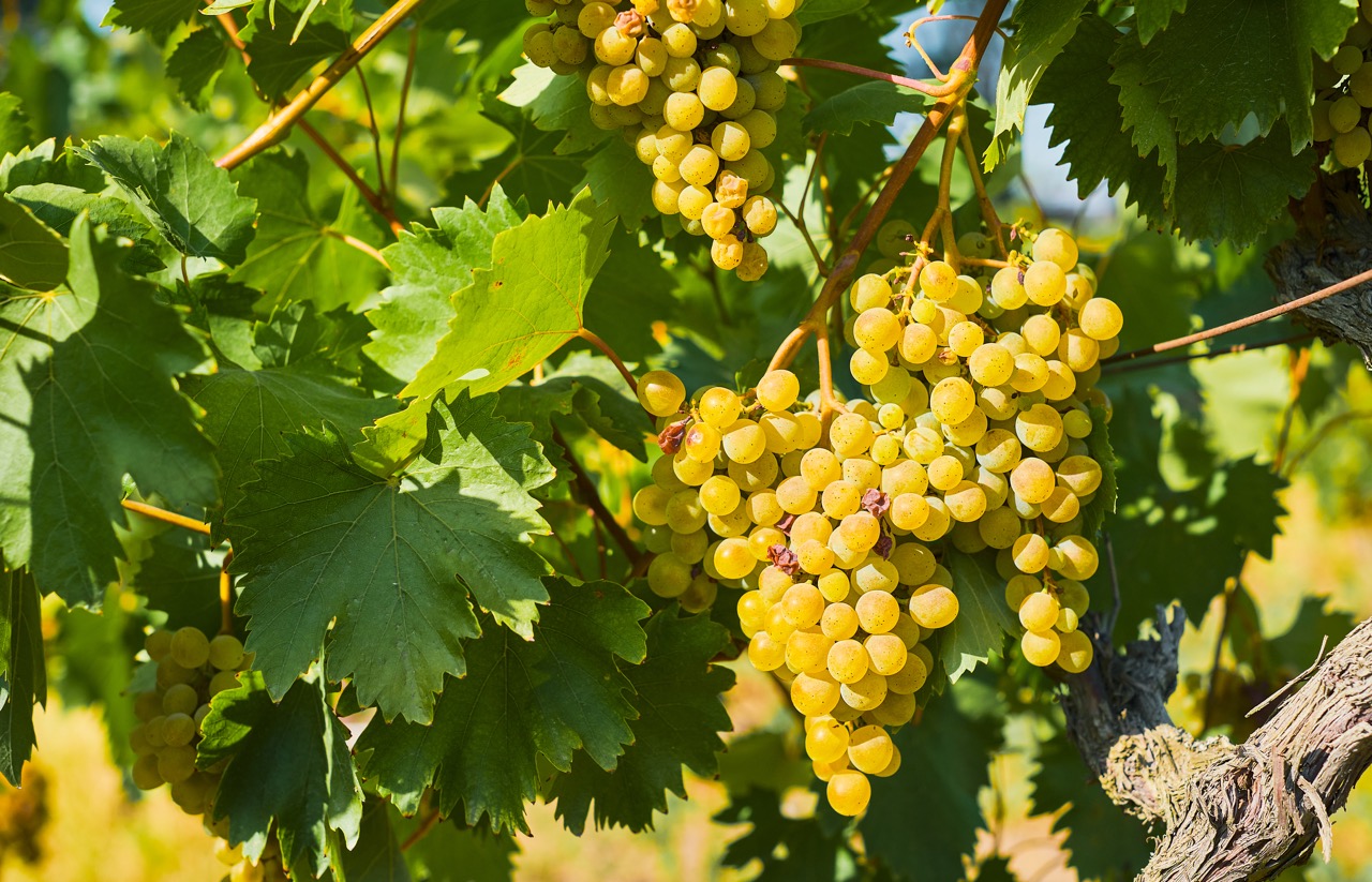 Vignes de Saint-Émilion entourant la Villa Julorian, maison de charme rénovée en Gironde